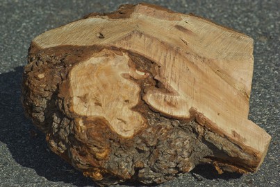 Burl harvested from a felled maple tree